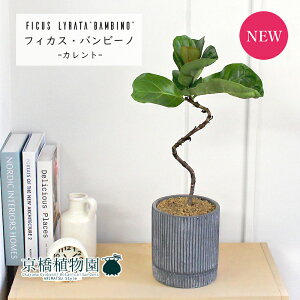 y25P5{IzyubNtCf[N[|LIzyJgS/ubNzJVoSmL or[m Ȃy󂯎MtzyϗtA@CeA  lC zj JXj