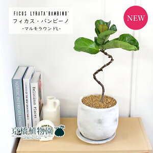 y30P5{Izy}EhLTCY/󂯎MtzJVoSmL or[m Ȃyȃ^zyX^CbVz4G