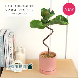 y30P5{IzyASTCY/sNzJVoSmL or[m Ȃy󂯎MtzyϗtA@CeA  lC zj JXj Vzj j yV ʔ́@ϗt 