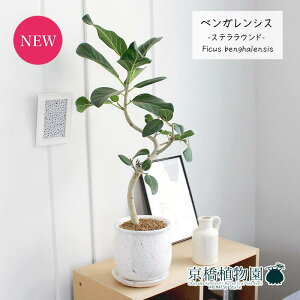 y30P5{IzyXeEhLztBJXExKVX@Ȃy󂯎MtzyϗtA@CeA  lC zj JXj Vzj j yV ʔ́@ϗt Mt