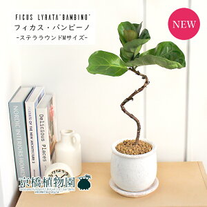 y25P5{IzyubNtCf[N[|LIzyXeEhM/󂯎MtzJVoSmL or[m ȂyϗtA@CeA  lC zj JXj Vz