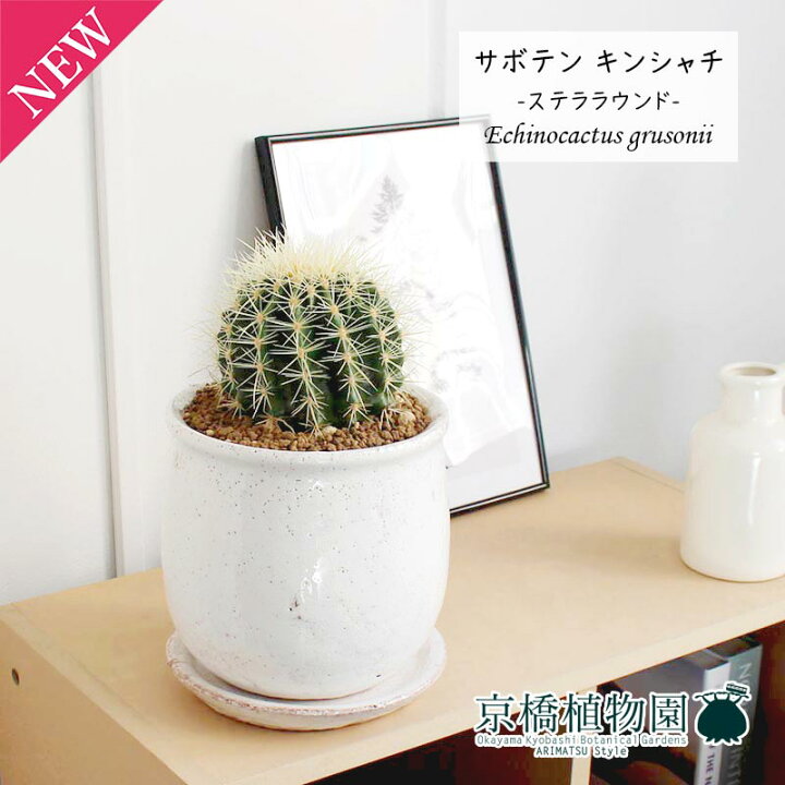 楽天市場 ステララウンドl サボテン 金鯱 キンシャチ 受け皿付き 3 5g 観葉植物 インテリア おしゃれ 人気 引越し祝い 開店祝い 新築祝い お祝い 楽天 通販 観葉 ギフト プレゼント 花のアリマツ楽天市場支店