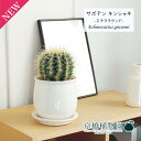 楽天市場 観葉植物 種類 植物 サボテン 人気ランキング1位 売れ筋商品