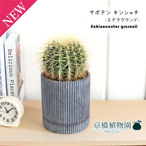 yJgS/ubNzT{e ́iLV`jy󂯎Mtz5GyϗtA/CeA//i`/A/蕨/yV/ʔ/X[TCY/ɋ/Ă₷/Mtg/