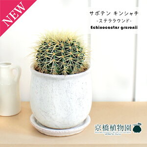 ySSN[|zyXeEhL/zCgzT{e ́iLV`jy󂯎Mtz5GyϗtA/CeA//i`/A/蕨/yV/ʔ/X[TCY/