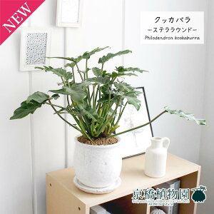 y30P5{IzyXeEhLzNbJoy󂯎MtzyϗtA@CeA  lC zj JXj Vzj j yV ʔ́@ϗt Mtg v[gz