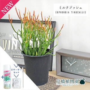 yX^[^[Zbgtz~NubViXj XeBbNIt@C[@4yϗtA/CeA//i`/A/蕨/yV/ʔ/X[TCY/ubN//Ă