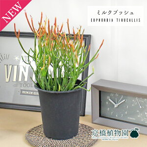 ~NubViXj XeBbNIt@C[@4yϗtA/CeA//i`/A/蕨/yV/ʔ/X[TCY/ubN//Ă₷/S/lCiz