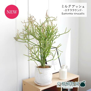 y30P5{IzyXeEhLz~NubVX) y󂯎MtzyϗtA@CeA  lC zj JXj Vzj j yV ʔ́@ϗt Mtg v[