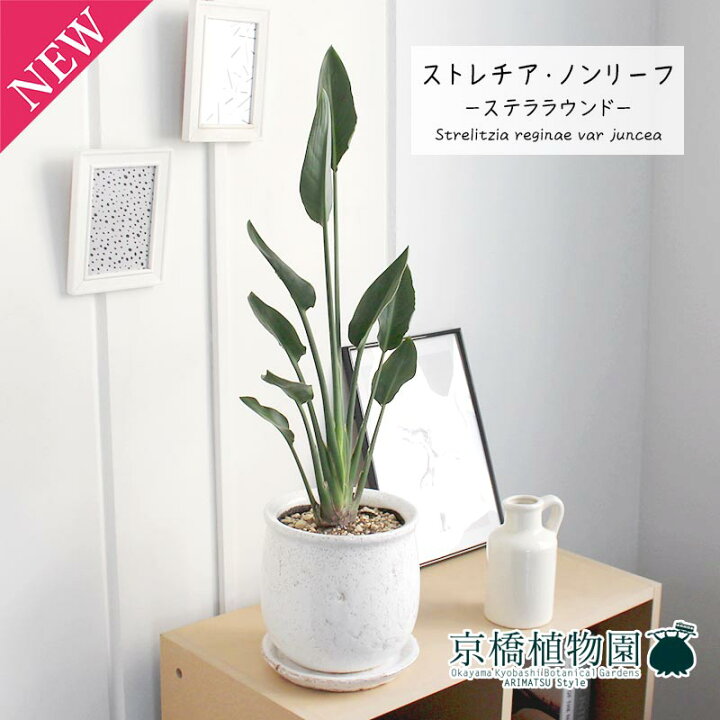 楽天市場】【スターターセット付】【ステララウンドL/受け皿付き 