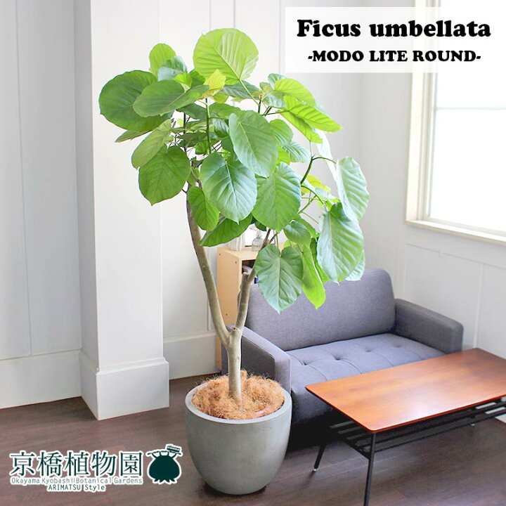 ハートリーフ ウンベラータ 10号 バルーン鉢カバー アンティークホワイト アンティークブラウン Ag 11 1 花のアリマツ 店 通販 花のアリマツ 店 ハートリーフ フィカス ウンベラータ 7号 曲がり バルーン鉢カバー アンティークホワイト