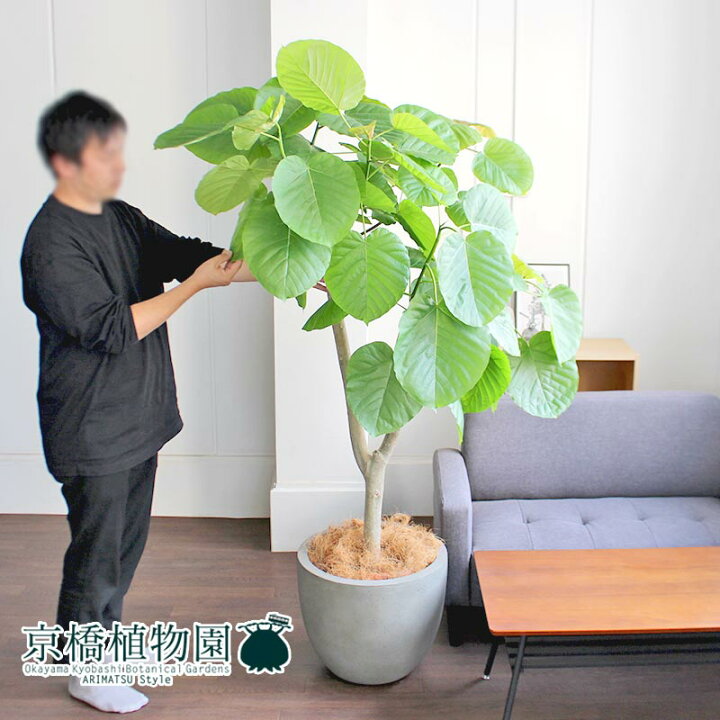 楽天市場】【20日はP5倍！】【感謝祭クーポン有！】フィカス  