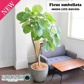 楽天市場 ウンベラータ 10号の通販