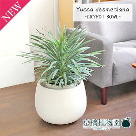 楽天市場 ユッカ デスメティアの通販