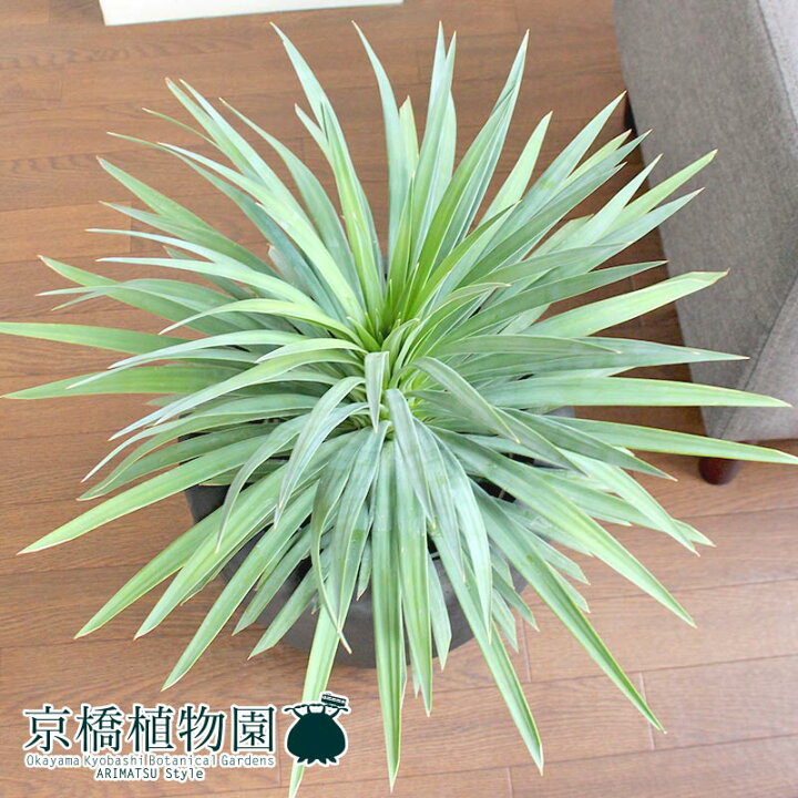 楽天市場 スターターセット付 ユッカ デスメティアーナ 7号 カンサラ鉢カバー ブラック 観葉植物 インテリア おしゃれ ナチュラル 鉢植え 贈り物 楽天 通販 ミドルサイズ 育てやすい サスティー Sustee リーフクリン Ibのチカラ 花のアリマツ楽天市場支店