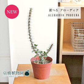 【現品】アローディア・プロセラ　3.5号（6～10）【選べる観葉植物】【植物 インテリア おしゃれ 人気 引越し祝い 開店祝い 新築祝い お祝い 楽天 通販 鉢植え観葉 ギフト プレゼント】