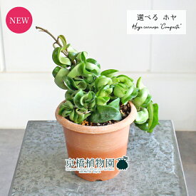 【マラソンクーポン有！】【現品】ホヤ・コンパクタ　4.5号　茶鉢（11〜15）【選べる観葉植物】【観葉植物/インテリア/おしゃれ/ナチュラル/鉢植え/贈り物/楽天/通販/スモールサイズ/ブラウン/育てやすい/初心者/人気商品/再入荷】
