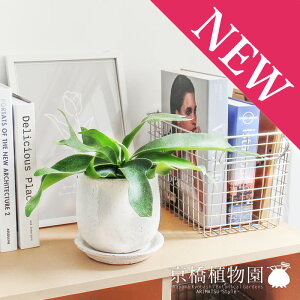 yXeEhFMTCY/픫zREErtJcy󂯎MtzyrJNV_zyzCgz