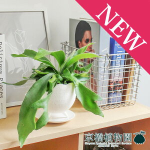 y30P5{IzyCIjA{EL/zCgzREErtJcyrJNV_zy󂯎Mtz