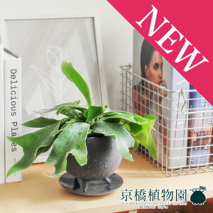 y30P5{IzyCIjA{EL/O[zREErtJcyrJNV_zy󂯎Mtz