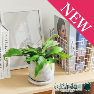 y}EhSTCY/󂯎MtzREErtJcyrJNV_zyȃ^z