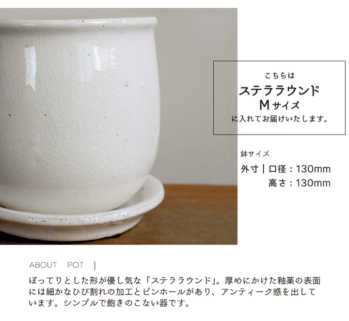 楽天市場】【ステララウンド：Mサイズ/陶器鉢】ハーブ アロマ