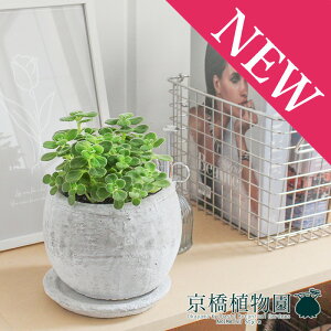 y30P5{Izy[b^{ESTCY/zCgzn[u A}eBJXy󂯎MtzyƂ^z