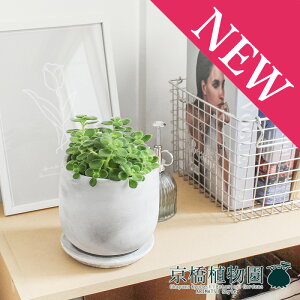 観葉植物 アロマティカスの人気商品 通販 価格比較 価格 Com