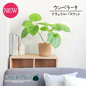 【マラソンクーポン有】【ナチュラルバスケット鉢カバー】ウンベラータ 5号 【受け皿付】【スモールサイズ/ハートリーフ/フィカス/ゴムノキ/ゴムの木/カゴ付/ブラウン/ギフト/プレゼント