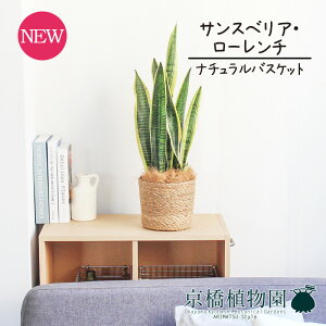 �y�i�`�������o�X�P�b�g���J�o�[�z�T���X�x���A�E���[�����`�@5�� �y�󂯎M�t�z�y�X���[���T�C�Y/�T���Z�x���A/���[�����e�B�[/�g���m�I/�X����/���A��/�M�t�g/�v���[���g/���j��/�ϗt/�A