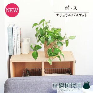 観葉植物 ポトス 5号の人気商品 通販 価格比較 価格 Com