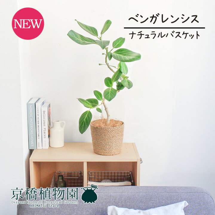 楽天市場 マラソンクーポンあり ナチュラルバスケット鉢カバー フィカス ベンガレンシス 6号 曲がり 受け皿付 ゴムの木 お洒落な曲がりの植物 インテリア おしゃれ 人気 楽天 通販 ギフト プレゼント 花のアリマツ楽天市場支店