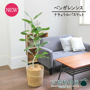 ySSN[|zyi`oXPbgJo[ztBJXExKVXEI[h[ 7y󂯎MtzyS̖؁zyȋȂ̐AzyCeA  lC yV 