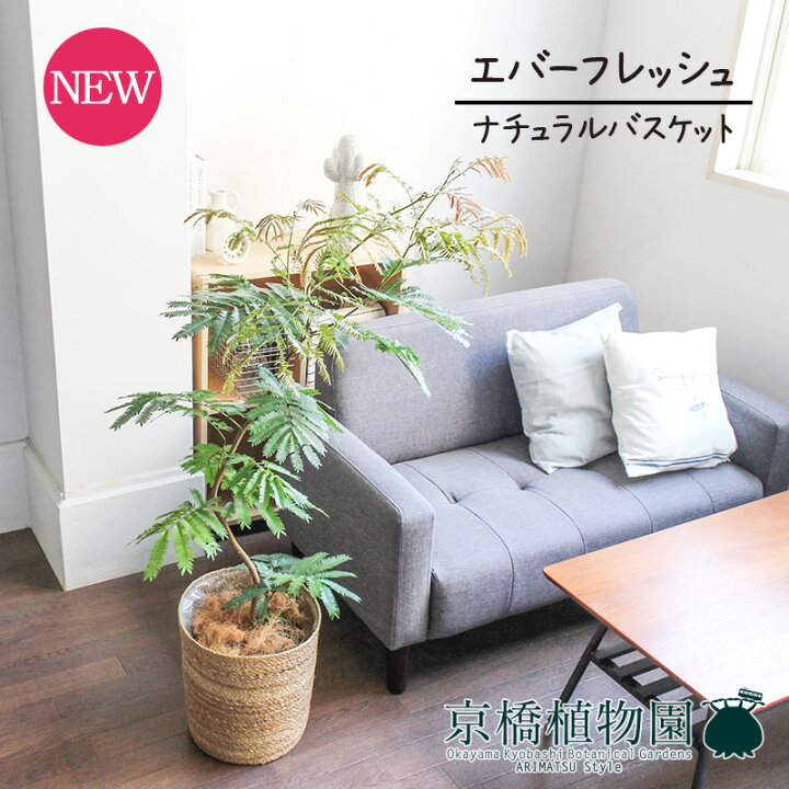 楽天市場 15日はp5倍 ナチュラルバスケット鉢カバー ネムノキ エバーフレッシュ 7号 曲がり 受け皿付 常緑樹 羽のような葉 植物 インテリア おしゃれ 人気 引越し祝い 開店祝い 新築祝い お祝い ギフト プレゼント 花のアリマツ楽天市場支店