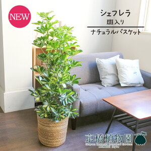 y25P5{IzyubNtCf[N[|LIzyi`oXPbgJo[zVFt@@8y󂯎MtzyzRJ|bNzyhtJmLzy~hTCYz