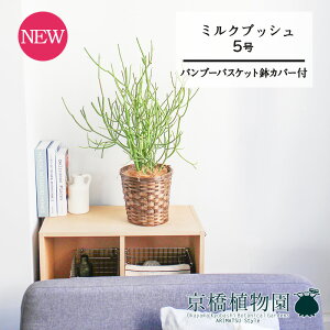 y5P5{IzySSN[|zySSizyou[oXPbgJo[z~NubVX)@5y󂯎MtzyX[TCY/|/JSt/uE/Mtg/v[g/j/