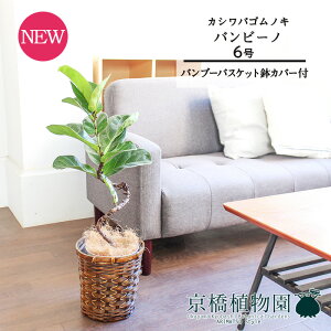 y1P7{zyou[oXPbgJo[zJVoSmLtBJXE[^)or[m@Ȃ @6y󂯎Mtzy~hTCY/|/JSt/uE/Mtg/v[g/j/