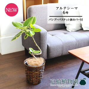 ySSN[|zyou[oXPbgJo[ztBJXEAeV[}@6@Ȃy󂯎Mtzy~hTCY/|/JSt/uE/Mtg/v[g/j/Ă₷/ϗtA