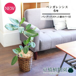 you[oXPbgJo[ztBJXExKVX@6@Ȃy󂯎Mtzy~hTCY/|/JSt/uE/Mtg/v[g/j/Ă₷/ϗtA/yV/ʔ́z