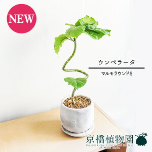 y5P5{IzySSN[|zySSizy}EhSzEx[^@Ȃy󂯎Mtz4GyϗtA tBJX SmL X[TCY CeA  lC z