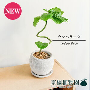 y30P5{Izy}\N[|Lzy[b^{ESTCY/zCgzEx[^@Ȃy󂯎Mtz4GyϗtA@CeA  lC zj JXj Vzj 