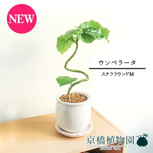 【30日はP5倍!】【マラソンクーポン有】【ステララウンド:Mサイズ/陶器鉢】ウンベラータ 曲がり【受け皿付き】4G【観葉植物 フィカス ゴムノキ スモールサイズ インテリア おしゃれ 人
