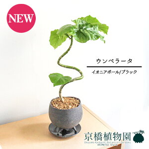 【30日はP5倍!】【マラソンクーポン有】【イオニアボウルL/グレー】ウンベラータ 曲がり【受け皿付き】4G【観葉植物 フィカス ゴムノキ スモールサイズ インテリア おしゃれ 人気 引越し