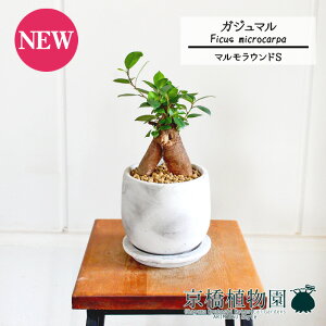 y}EhSzKW}y󂯎Mtz3.5GyϗtA@CeA  lC zj JXj Vzj j yV ʔ́@ϗt Mtg v[g X[TCY  