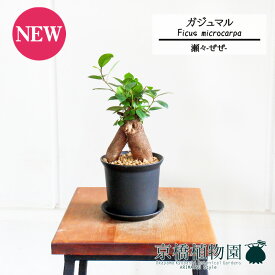 【SS特価品】【瀬々-ぜぜ-/Lサイズ黒】ガジュマル【受け皿付き】3.5G【観葉植物 インテリア おしゃれ 人気 引越し祝い 開店祝い 新築祝い お祝い 楽天 通販　観葉 ギフト プレゼント スモールサイズ 小さい 鉢植え 黒 精霊の宿る木】