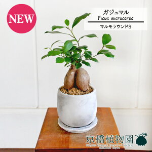 y}EhSzKW}y󂯎Mtz4GyϗtA@CeA  lC zj JXj Vzj j yV ʔ́@ϗt Mtg v[g X[TCY  