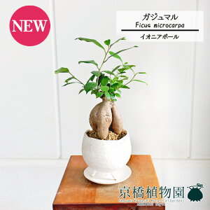 y}\N[|LIzyCIjA{EL/zCgzKW}y󂯎Mtz4GyϗtA@CeA  lC zj JXj Vzj j yV ʔ́@ϗt Mtg 