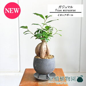 yCIjA{EL/O[zKW}y󂯎Mtz4GyϗtA@CeA  lC zj JXj Vzj j yV ʔ́@ϗt Mtg v[g X[TCY 