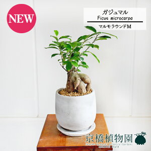 y}EhMzKW}y󂯎Mtz5GyϗtA@CeA  lC zj JXj Vzj j yV ʔ́@ϗt Mtg v[g X[TCY  