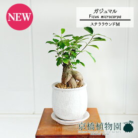 【ステララウンド：Mサイズ/陶器鉢】ガジュマル【受け皿付き】5G【観葉植物　インテリア おしゃれ 人気 引越し祝い 開店祝い 新築祝い お祝い 楽天 通販　観葉 ギフト プレゼント スモールサイズ 小さい 鉢植え 白 精霊の宿る木】